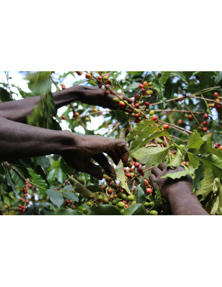 GourmetKáva Specialty - Kenya Kiri 250g