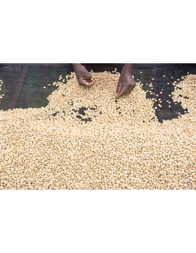 GourmetKáva Specialty - Kenya Kiri 250g