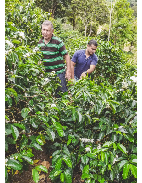 Francin Coffee: Colombia Finca La Providencia De Jeshua 250g