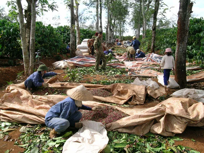 Sběr Vietnamské kávy