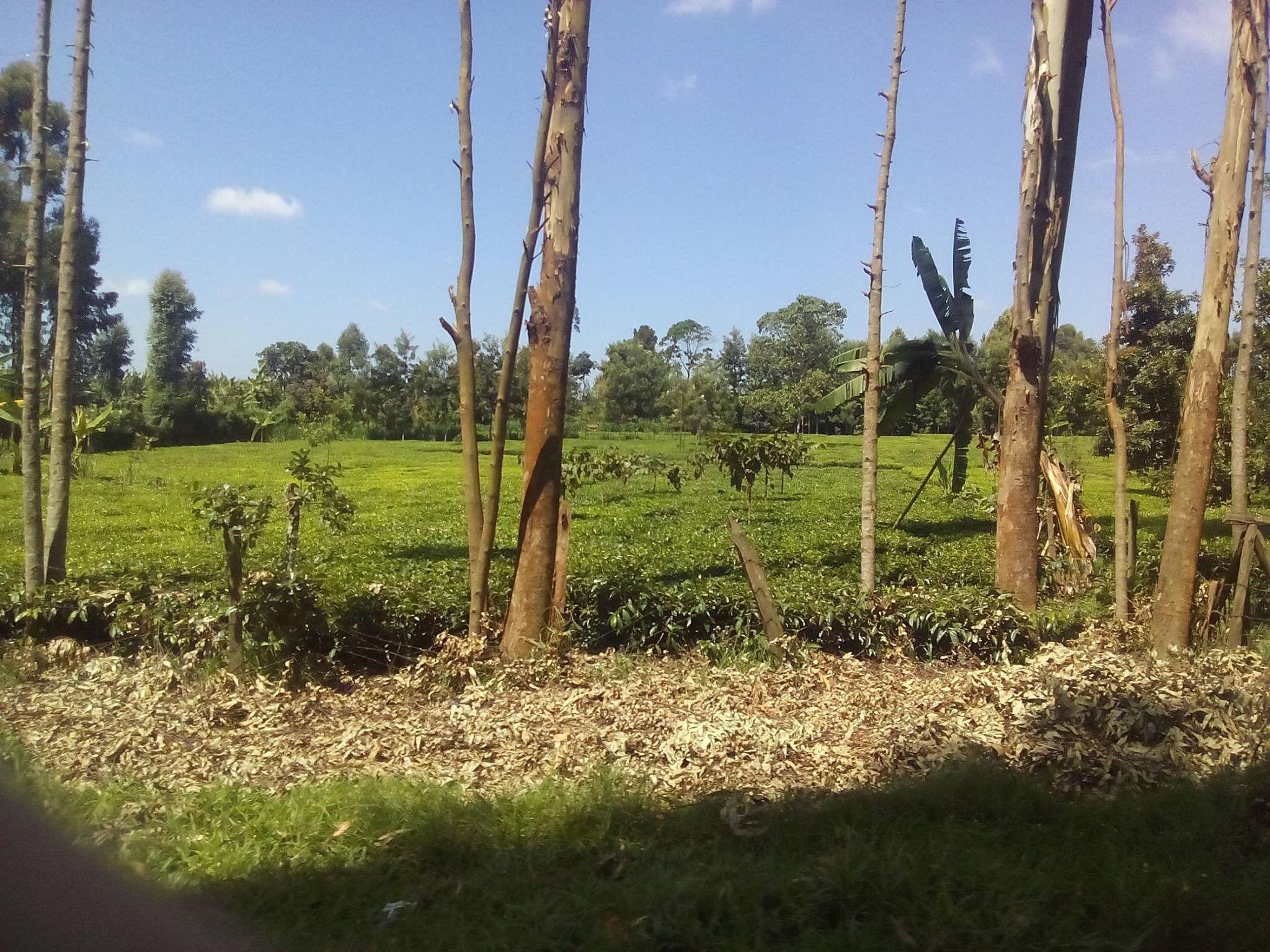 Čaj černý Rhino Keňa 50g (obrázek 3)