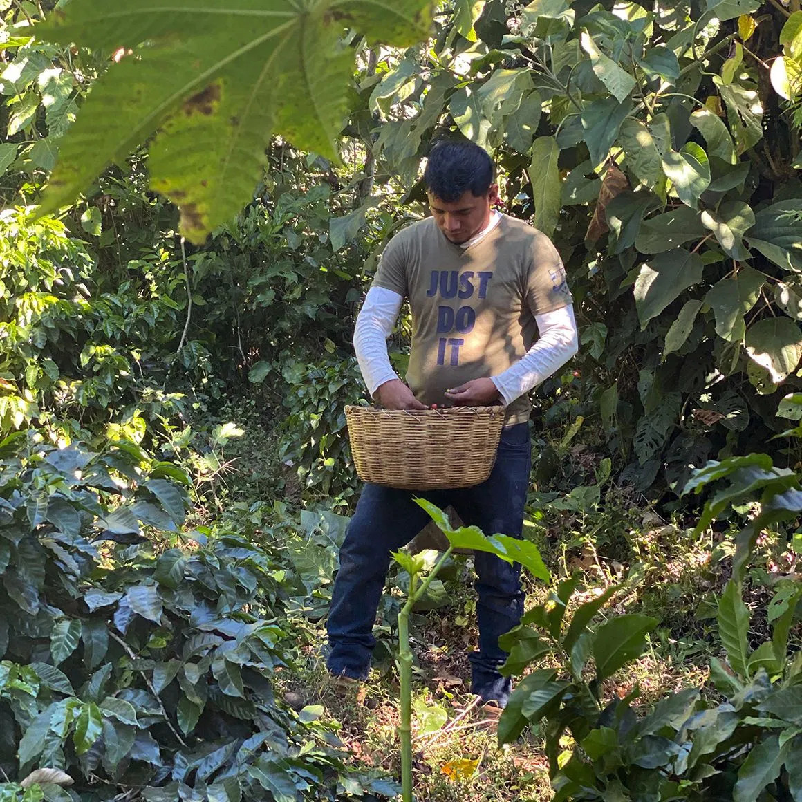 Nordbeans Rodolfo - ESP 250g - Obrázek 3