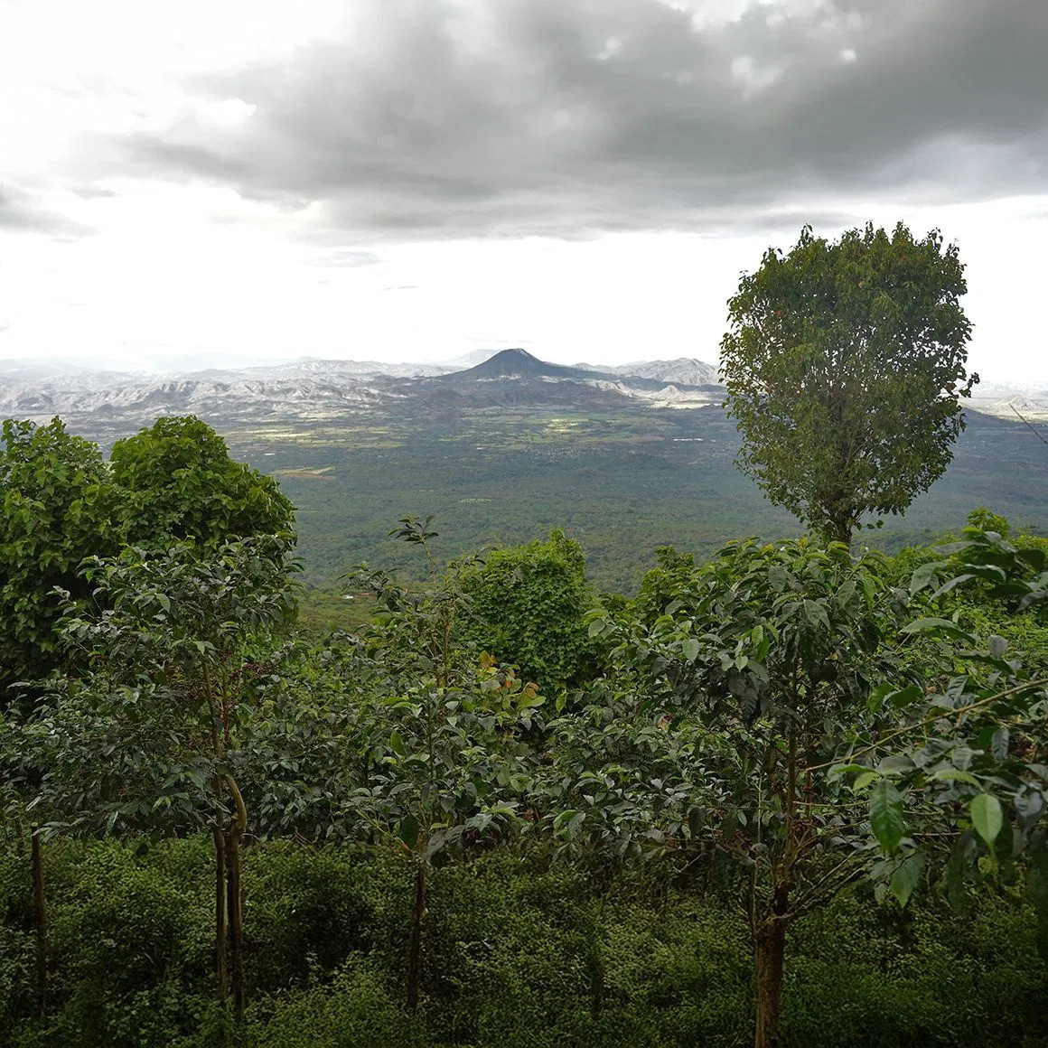 Nordbeans Rodolfo - ESP 250g - Obrázek 4