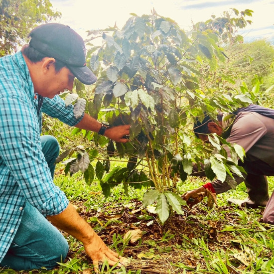 Peru Huancaruna BIO, zrnková káva arabica