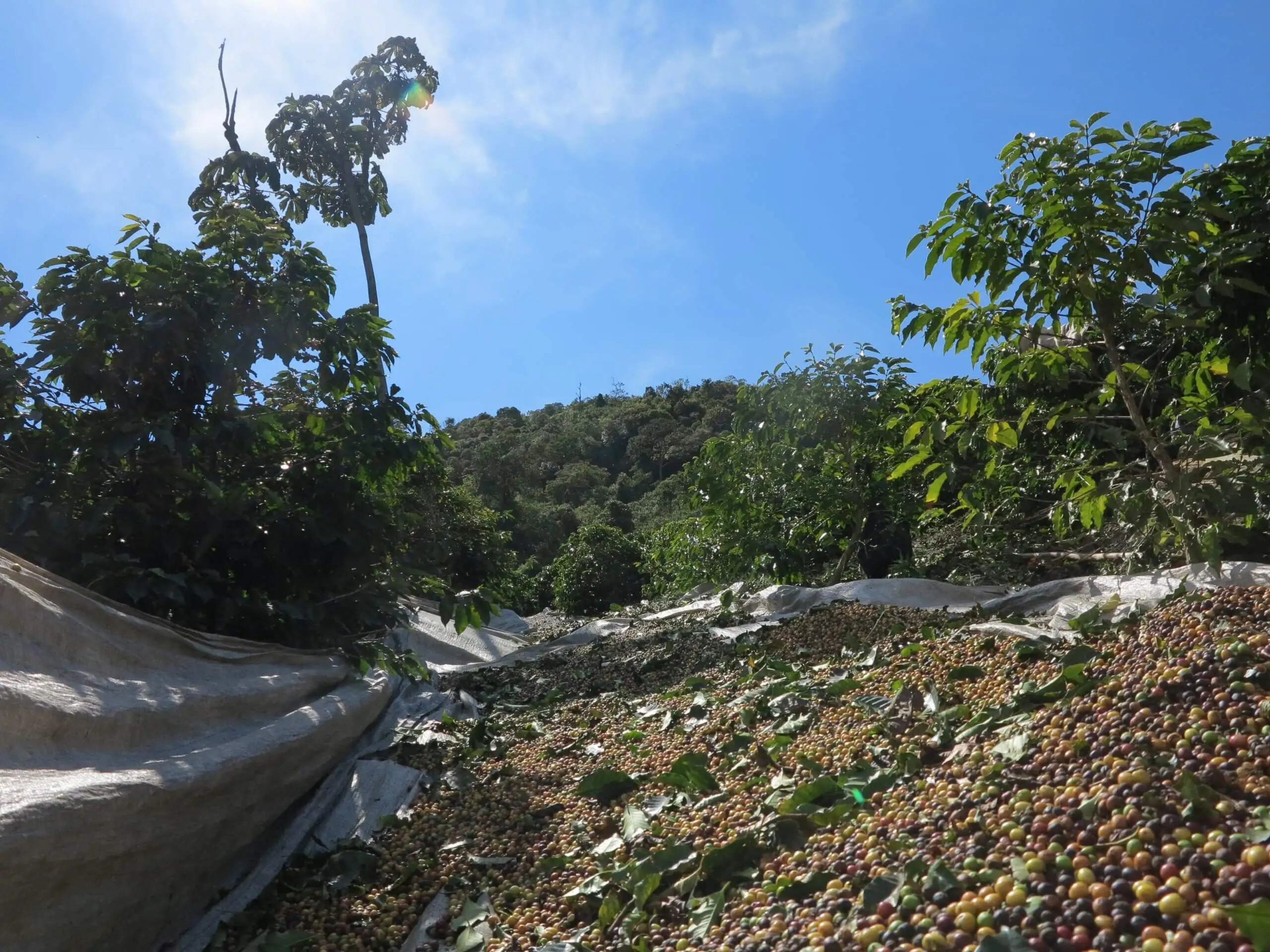 GourmetKáva Specialty Brasil Vermelha ESP 250g