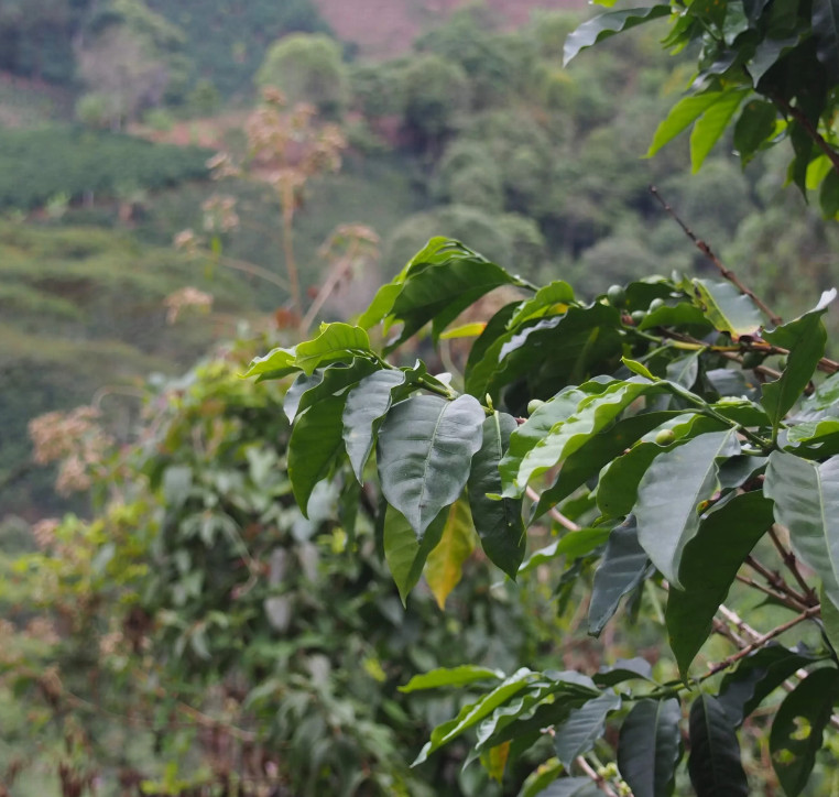 GourmetKáva Specialty Colombia La Cabana 250g