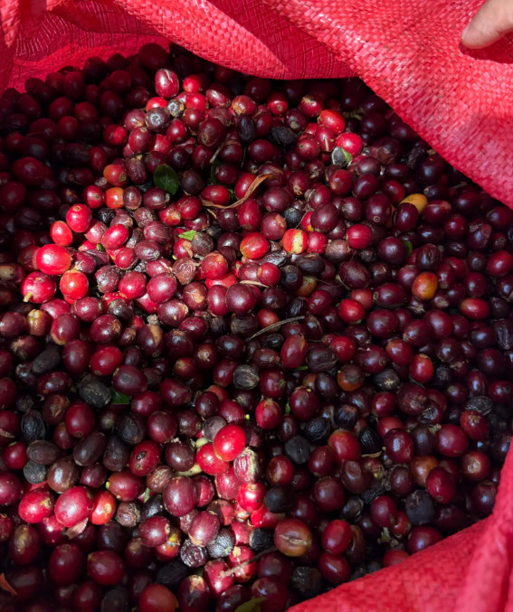 Beansmiths Nicaragua Los Papales 250g