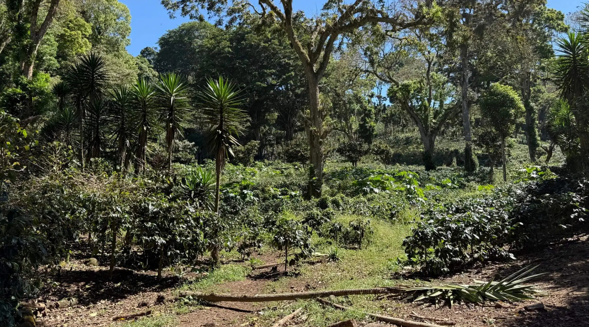 Beansmiths Nicaragua Los Papales 250g