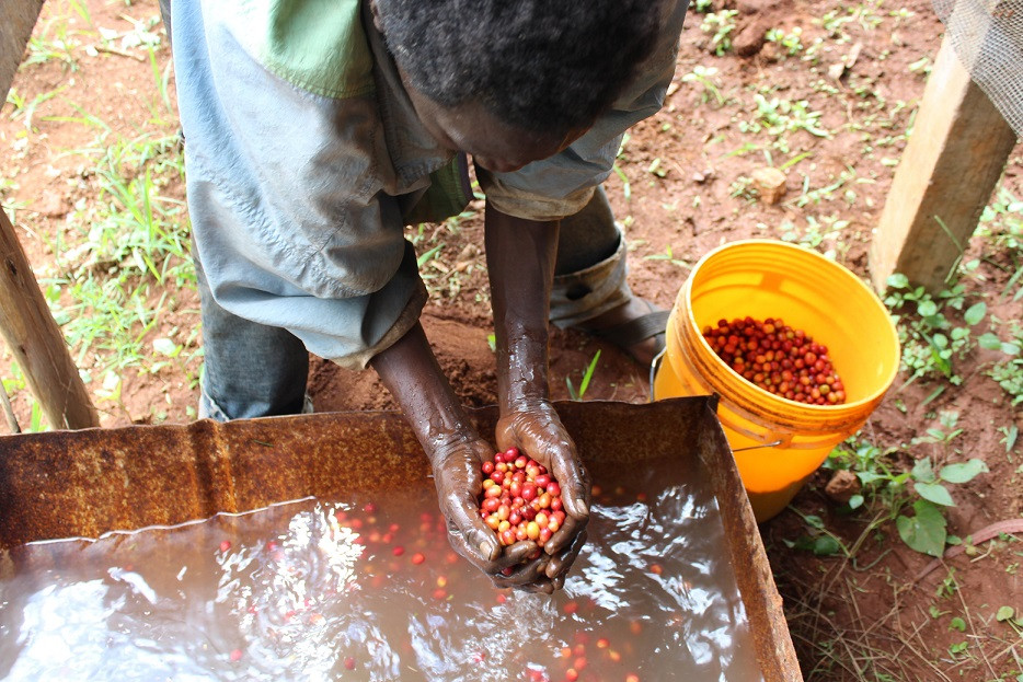 GourmetKáva Specialty Burundi Yandaro 250g (obrázek 5)