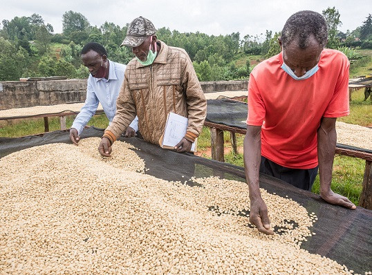 GourmetKáva Specialty - ESP Kenya Nyeri 250g (obrázek 4)