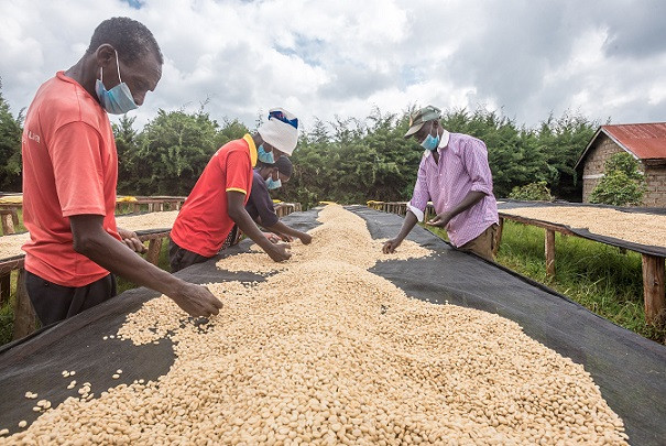GourmetKáva Specialty - ESP Kenya Nyeri 250g (obrázek 5)