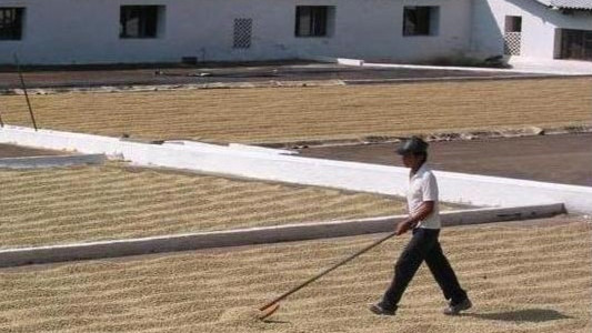 Metody zpracování kávy, příběh kávového zrna