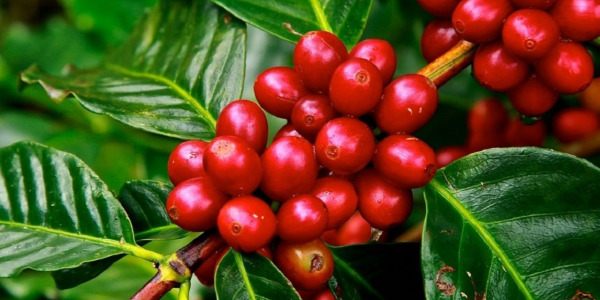 BIO káva, organická káva