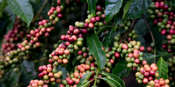 Jak a kde se pěstuje káva?