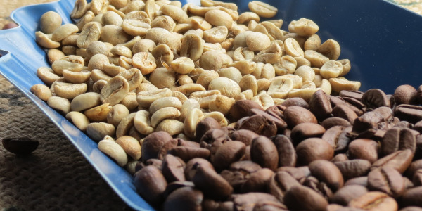 Příprava zelené kávy s pražením