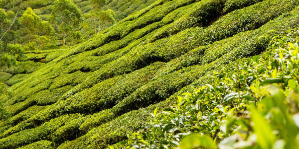 Jak vybrat zelený čaj