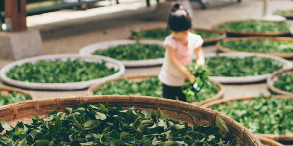 Zelený čaj - znáte jeho účinky?