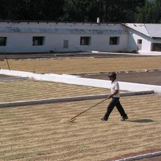 Coffee processing methods, the story of the coffee bean