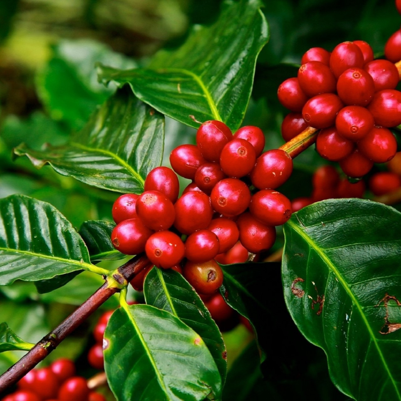 BIO káva, organická káva