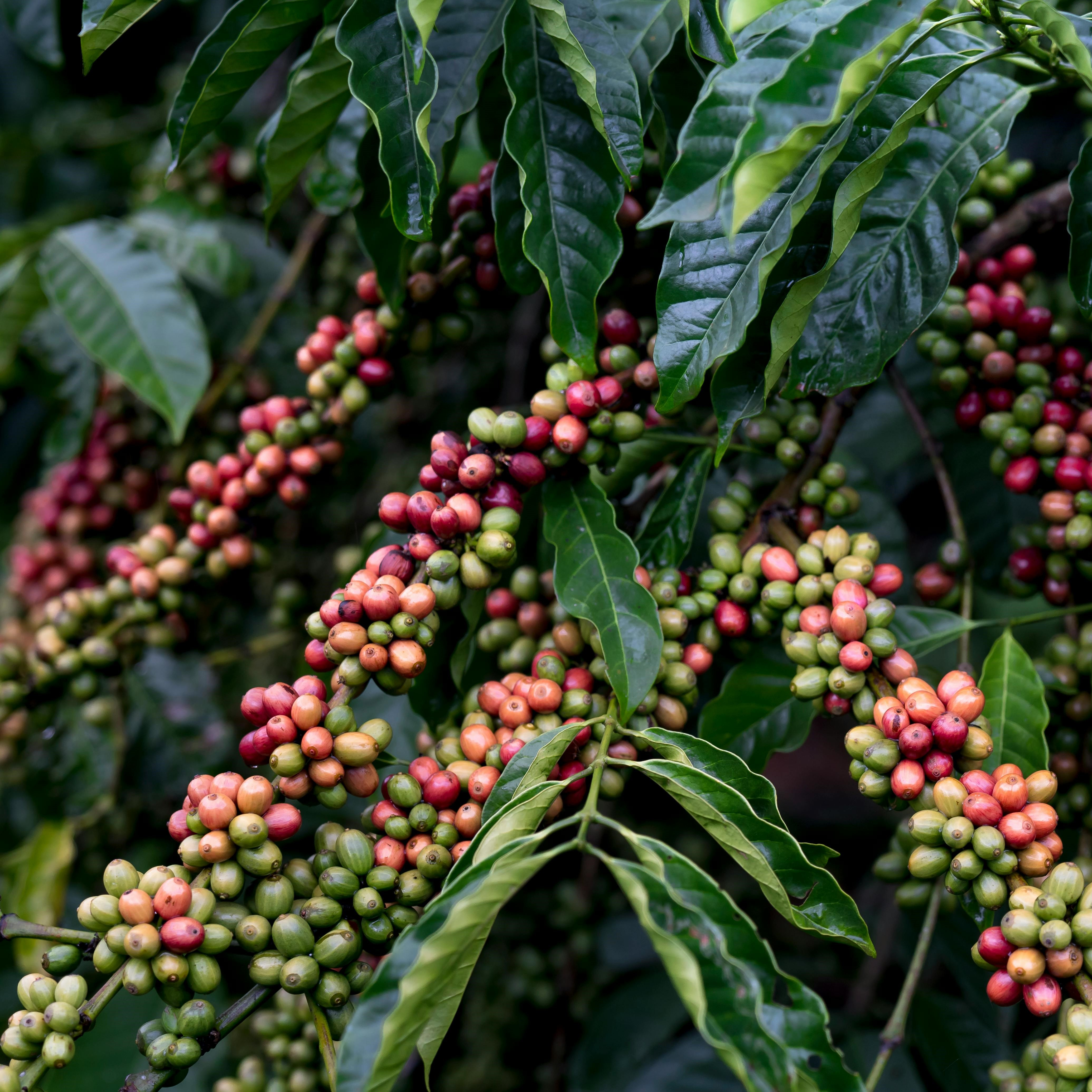 How and where is coffee grown?