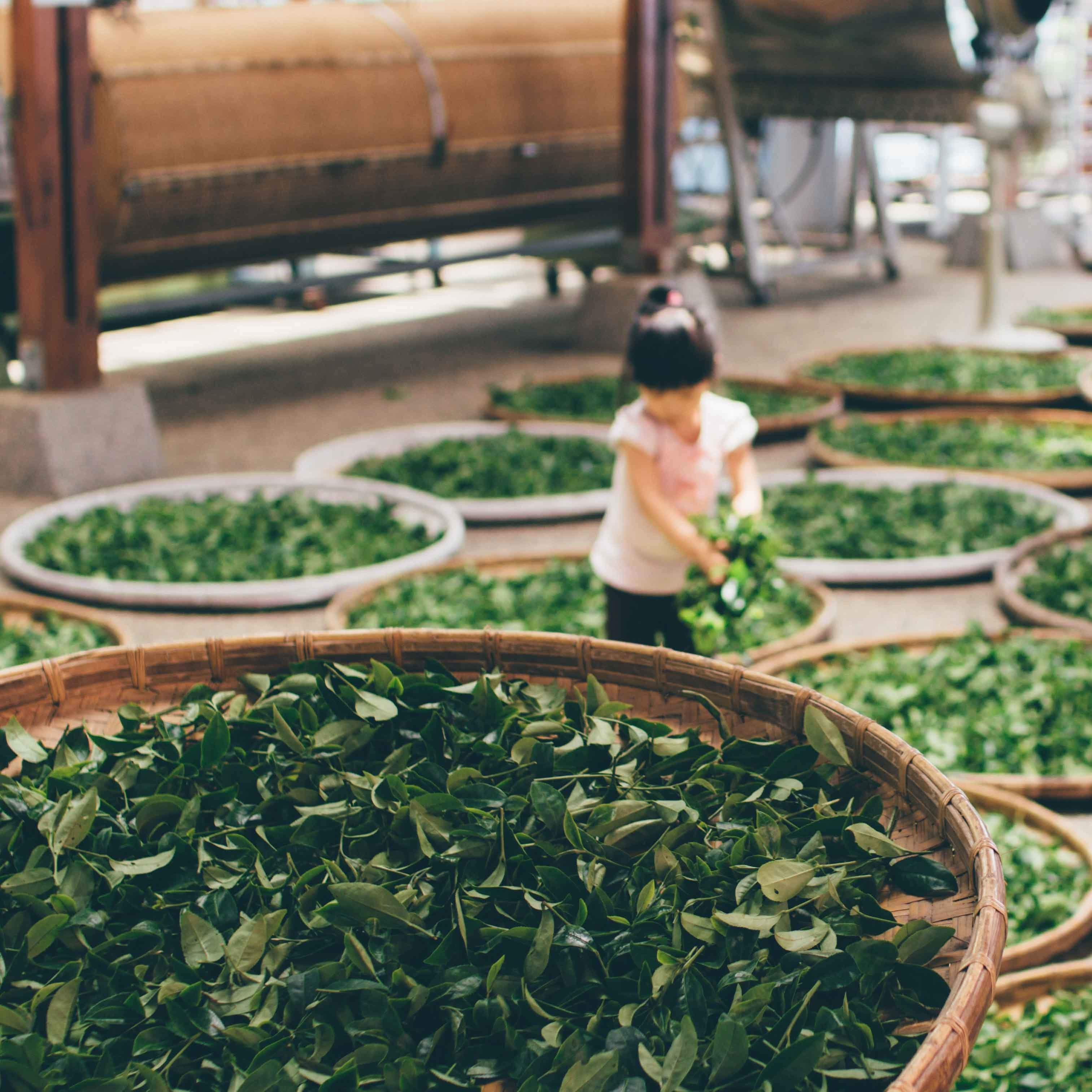 Green tea - do you know its effects?